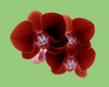 F 041C
